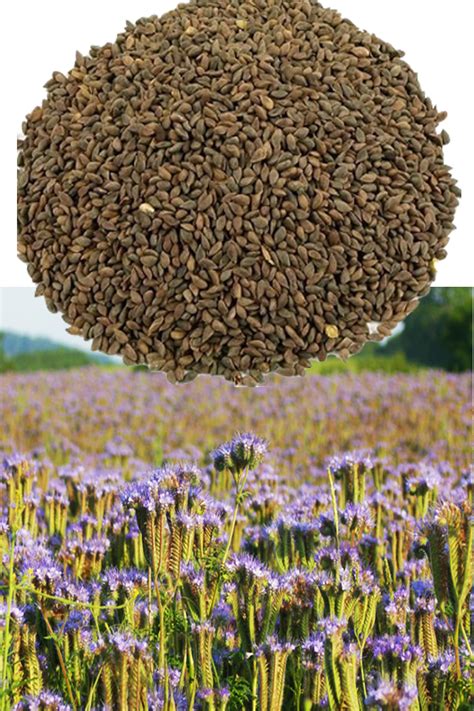 arı otu tohumu ekimi